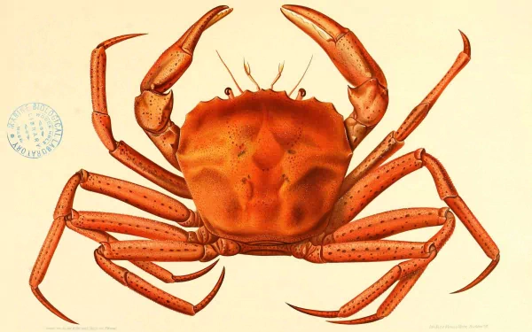 Animal crab HD Desktop Wallpaper | Background Image