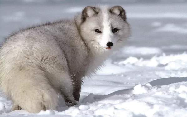 A cute arctic fox sitting in the snow, captured in HD, making for a charming desktop wallpaper and background.