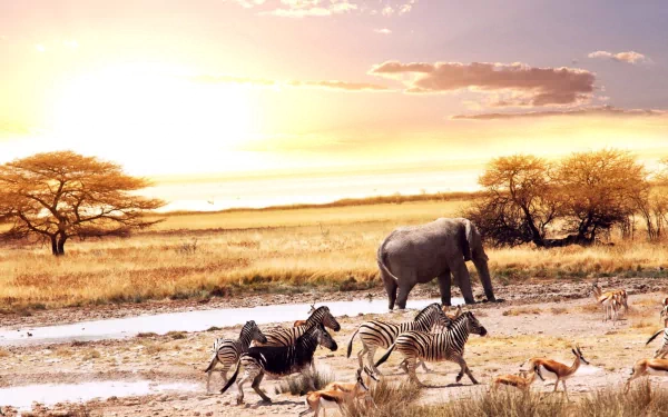 nature savanna HD Desktop Wallpaper | Background Image