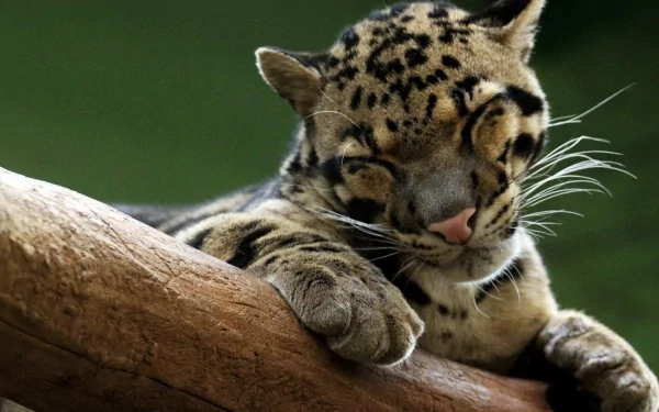 Close-up of a clouded leopard resting on a tree branch, featured as an HD PC desktop wallpaper and background.