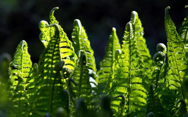 nature fern HD Desktop Wallpaper | Background Image