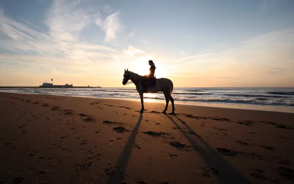 photography horse riding HD Desktop Wallpaper | Background Image