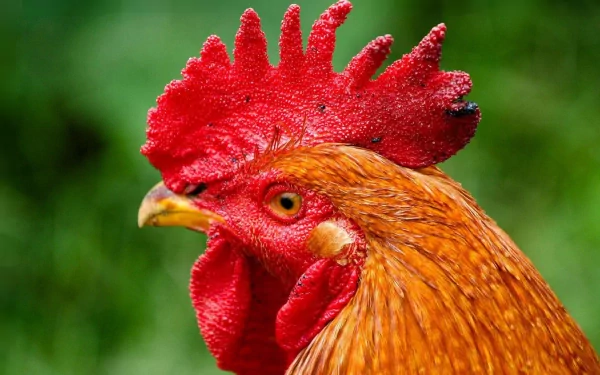 Animal rooster HD Desktop Wallpaper | Background Image