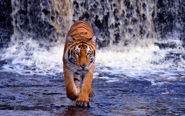 Animal Tiger Cats Water Waterfall predator Bengal Tiger HD Wallpaper | Background Image