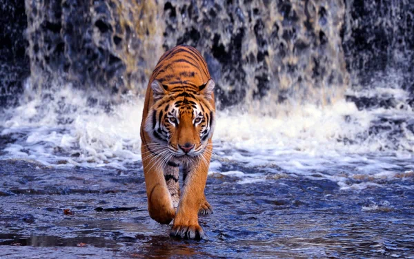 HD desktop wallpaper featuring a majestic Bengal tiger walking through shallow water with a cascading waterfall in the background.