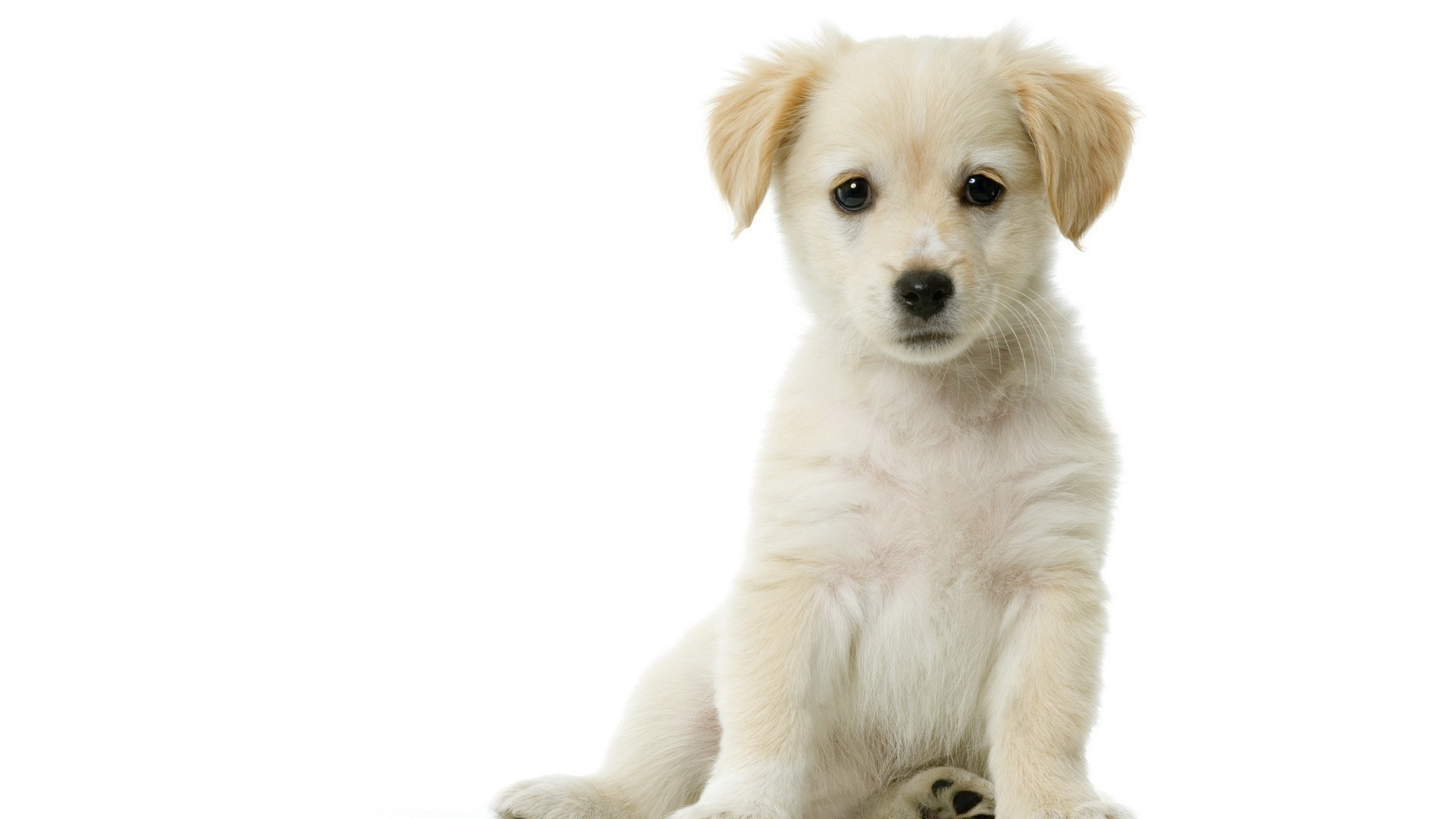 Animal Puppy HD Wallpaper | Background Image