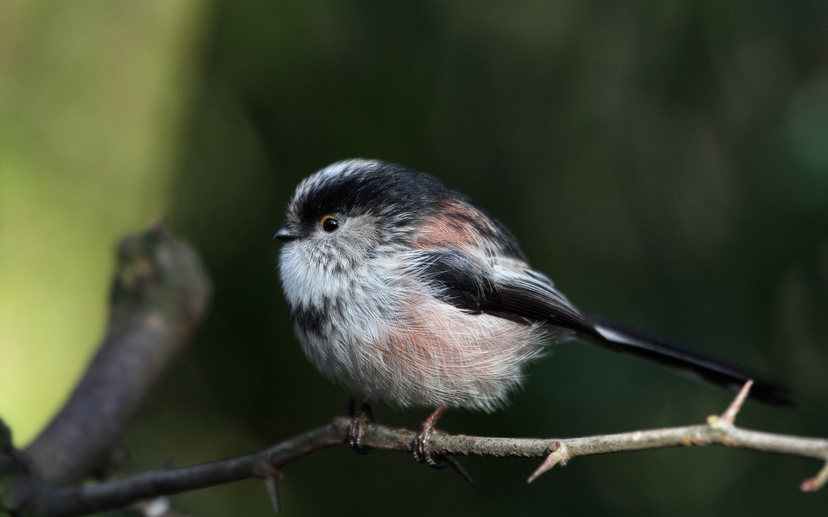 Animal Bird Wallpaper