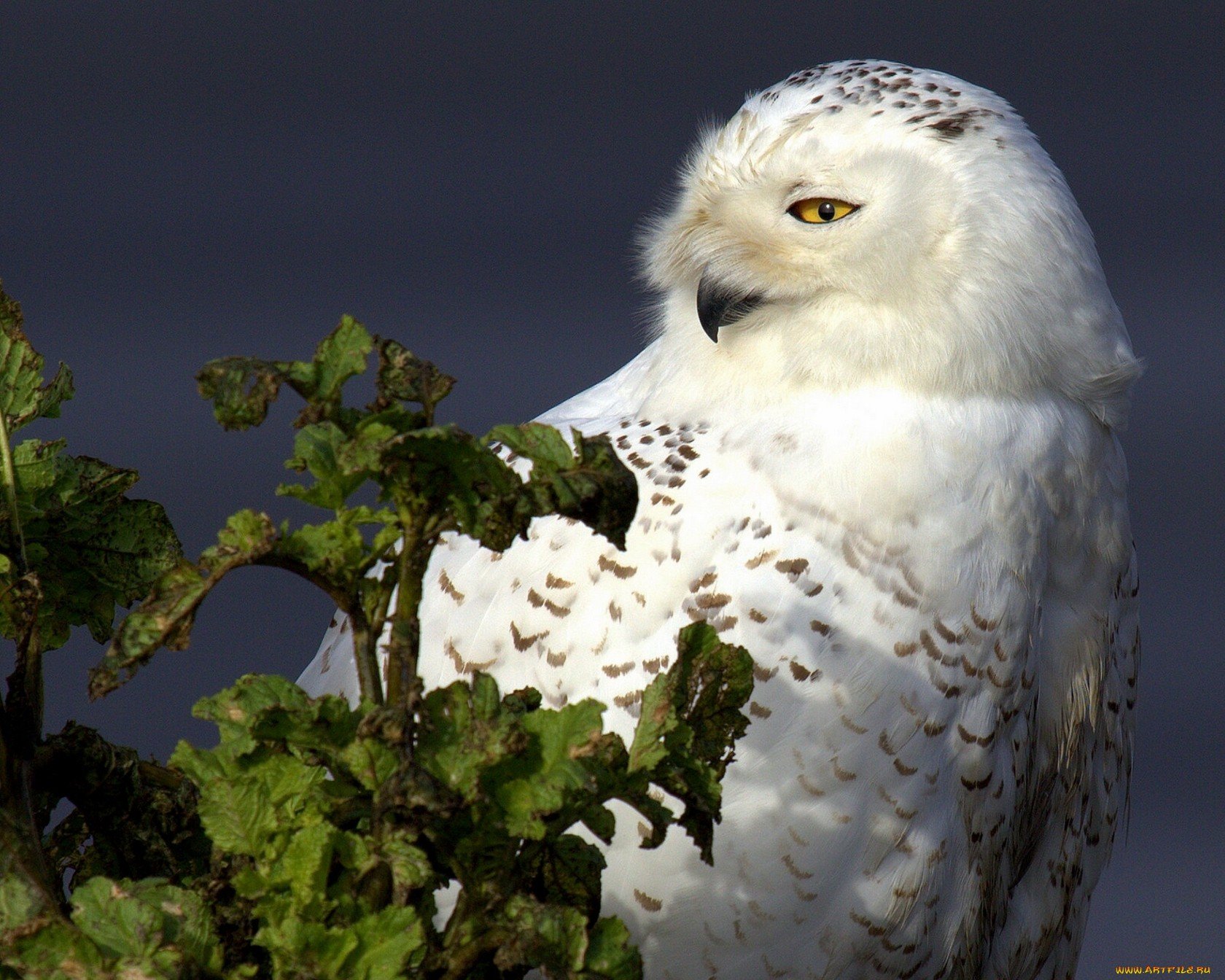 HD desktop wallpaper featuring a snowy owl perched among green foliage against a dark background, showcasing the bird's white feathers and intense gaze.