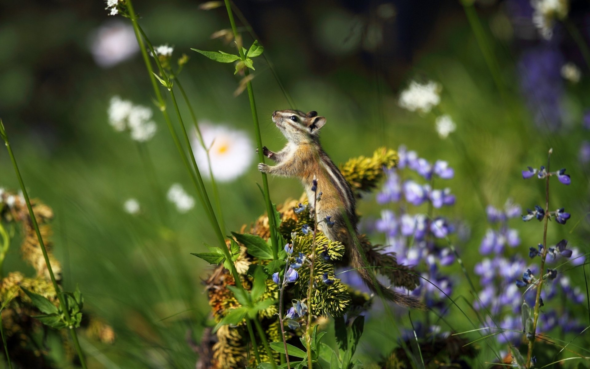 Download Animal Chipmunk HD Wallpaper