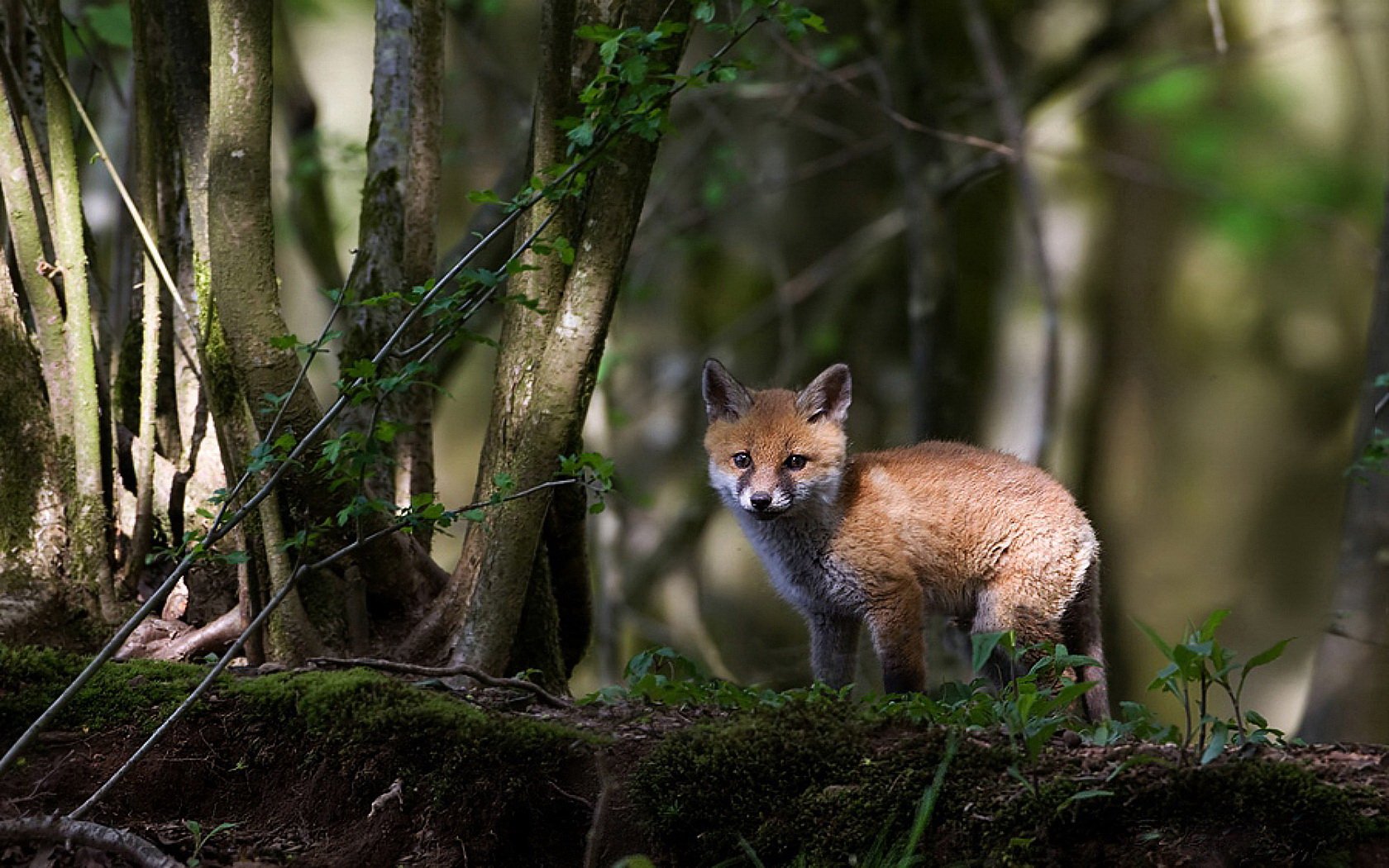 HD desktop wallpaper featuring a fox standing on mossy ground in a sunlit forest with tall trees and dense foliage in the background.