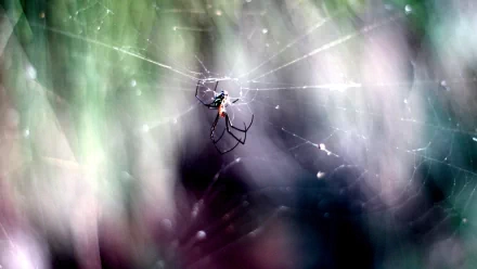 Animal Redback spider HD Desktop Wallpaper | Background Image