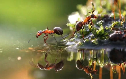HD desktop wallpaper featuring a close-up of ants on a mossy surface near water, highlighting their reflection and natural environment.