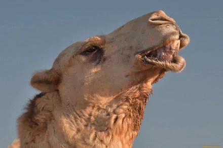 Animal camel HD Desktop Wallpaper | Background Image