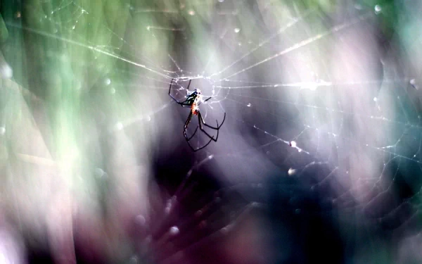 Animal Redback spider HD Desktop Wallpaper | Background Image