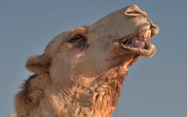 HD desktop wallpaper featuring a close-up of a camel against a clear blue sky.