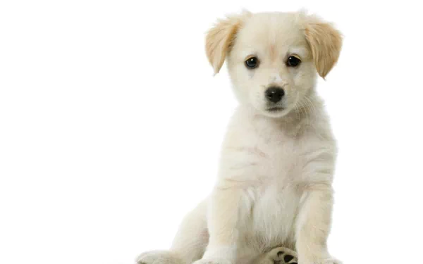 Animal puppy HD Desktop Wallpaper | Background Image