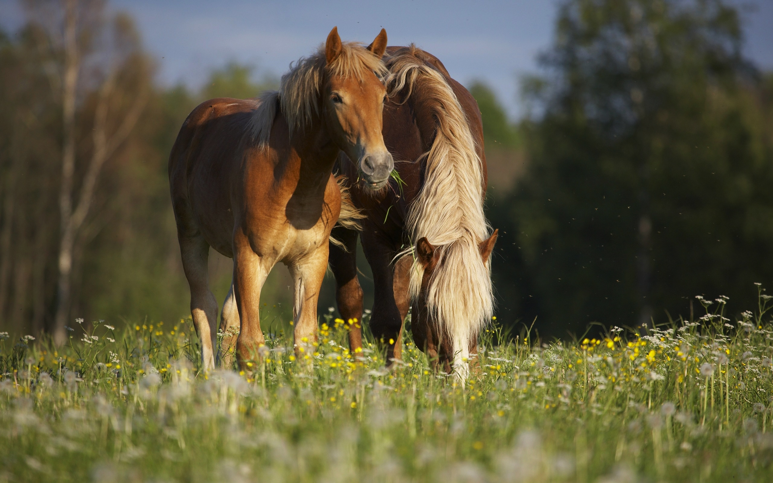 Horse HD Wallpaper