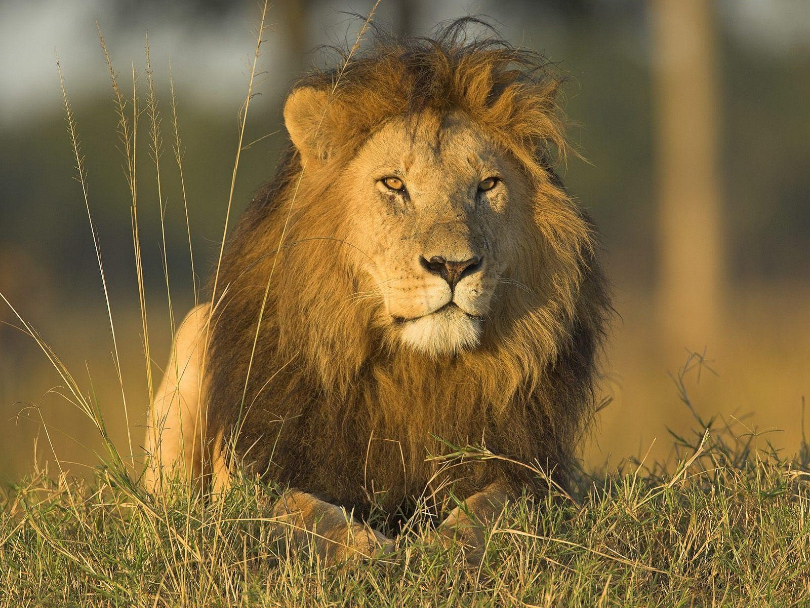 HD PC desktop wallpaper background: majestic male lion (cat, animal) reclining in sunlit grass, steady gaze and warm golden savanna tones.
