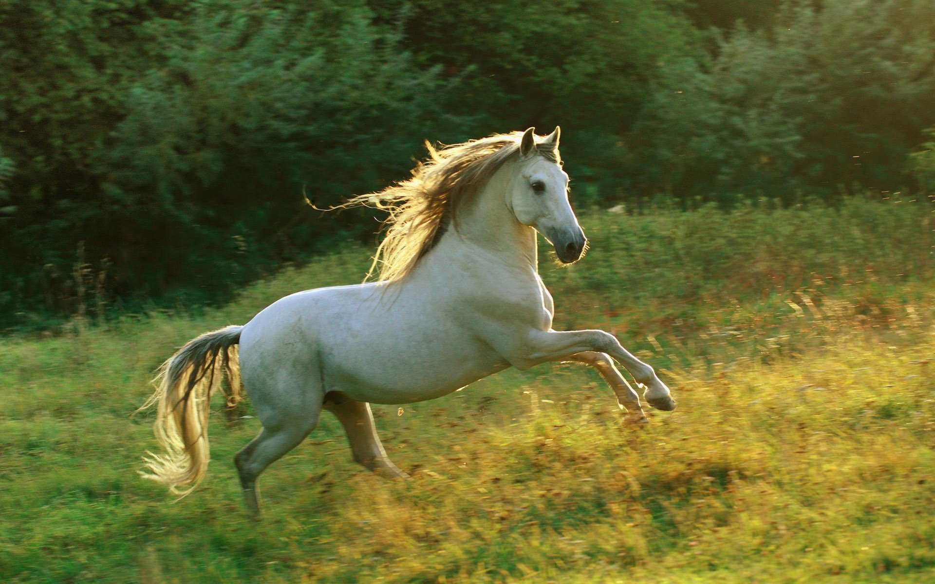 HD PC desktop wallpaper featuring a majestic white horse rearing on a sunlit grassy field with a backdrop of lush green trees.