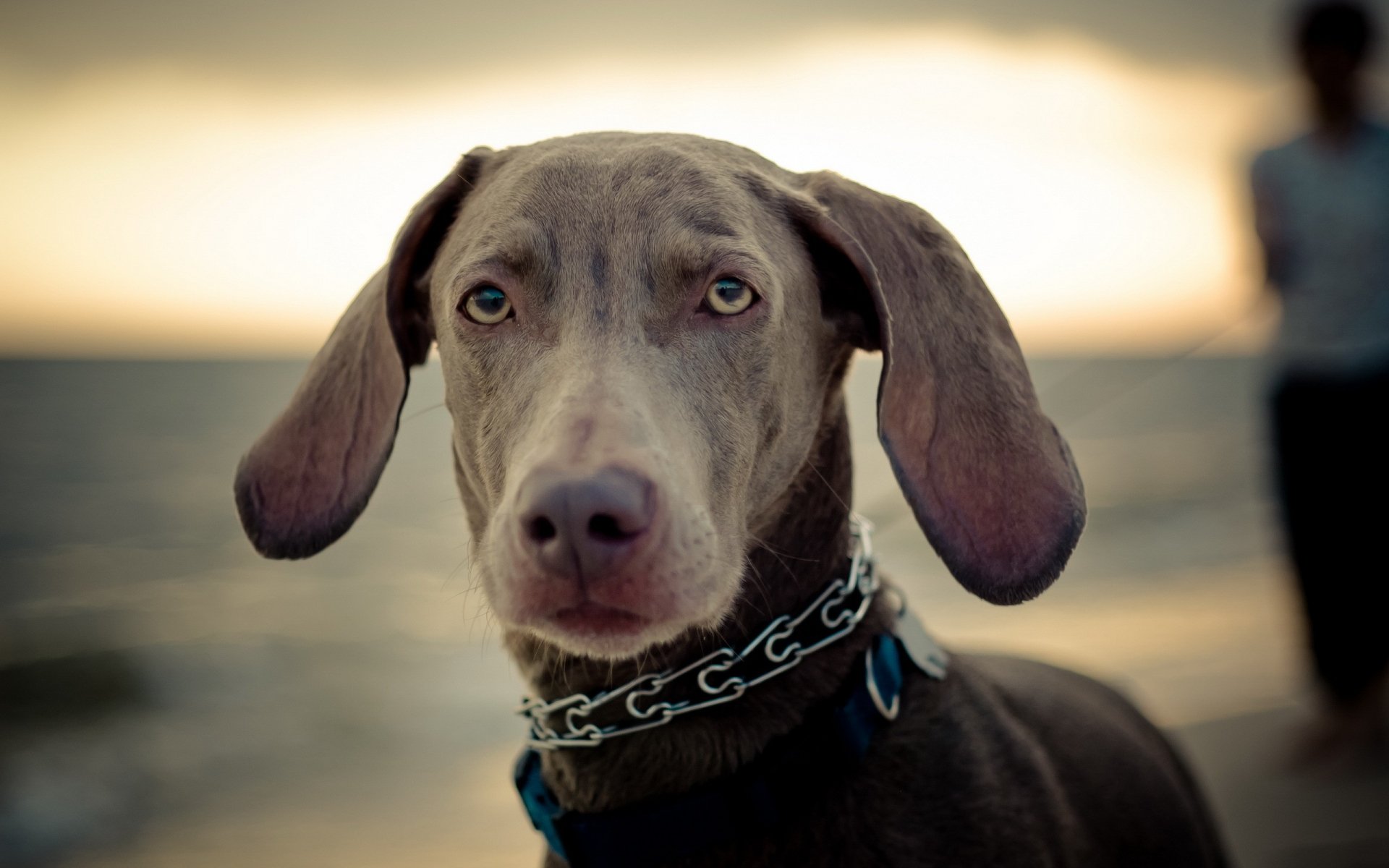 Download Animal Dog HD Wallpaper | 2560x1600 | Wallpaper Abyss