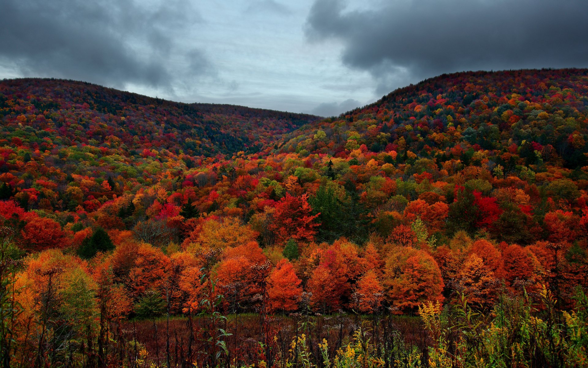 Vibrant autumn foliage blankets rolling hills under a moody sky in this HD desktop wallpaper, capturing the essence of a tranquil forest in fall.