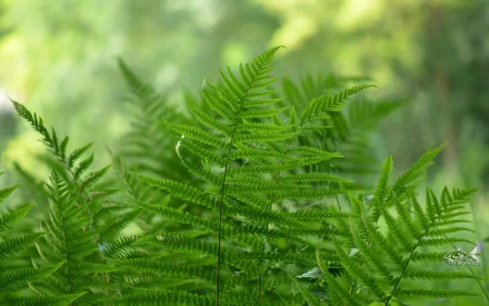 nature fern HD Desktop Wallpaper | Background Image