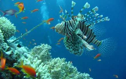 HD desktop wallpaper featuring a vibrant lionfish swimming near coral, surrounded by colorful small fish in a clear blue ocean.