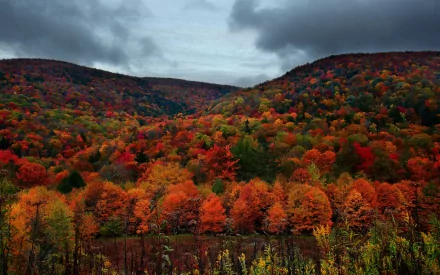 Vibrant autumn foliage blankets rolling hills under a moody sky in this HD desktop wallpaper, capturing the essence of a tranquil forest in fall.