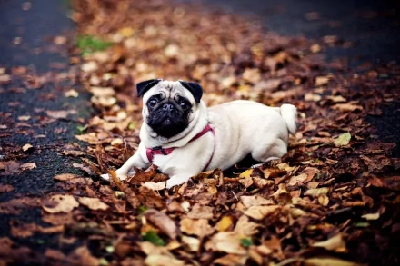 HD desktop wallpaper featuring a pug lying on a path covered in autumn leaves.