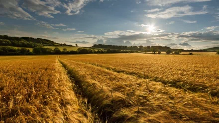 nature cornfield HD Desktop Wallpaper | Background Image