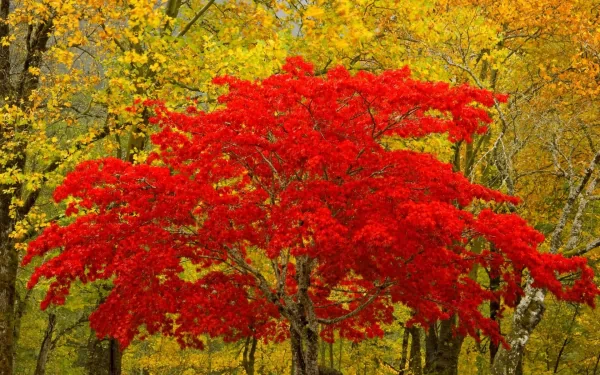 Washington newhalem fall nature tree HD Desktop Wallpaper | Background Image