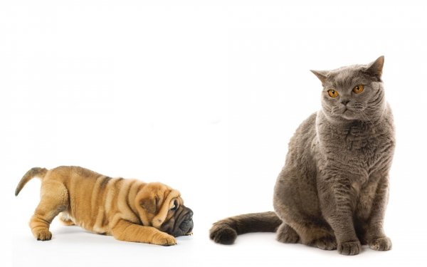 Animal Cat & Dog Dog Puppy Cat Shar Pei Baby Animal HD Wallpaper | Background Image