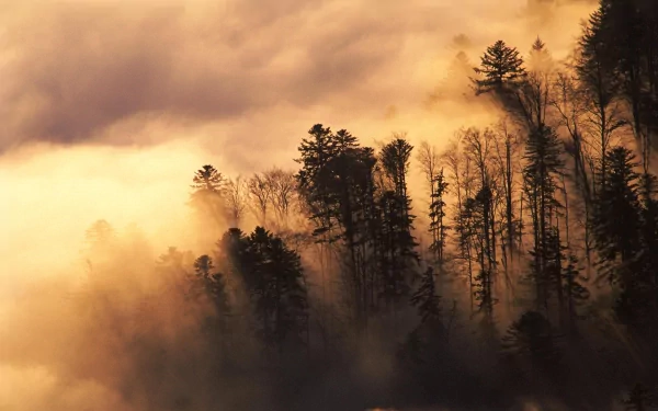 nature fog HD Desktop Wallpaper | Background Image