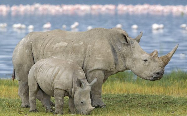 Animal Rhino Rhinoceros HD Wallpaper | Background Image