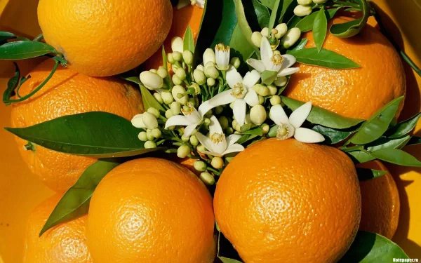 HD desktop wallpaper featuring vibrant orange fruit and green leaves with delicate white blossoms, showcasing fresh food in bright orange tones.
