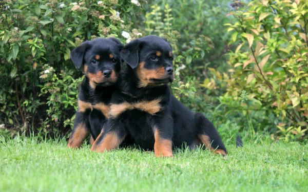 HD desktop wallpaper featuring two adorable Rottweiler puppies sitting on lush green grass with a backdrop of dense shrubs and plants.