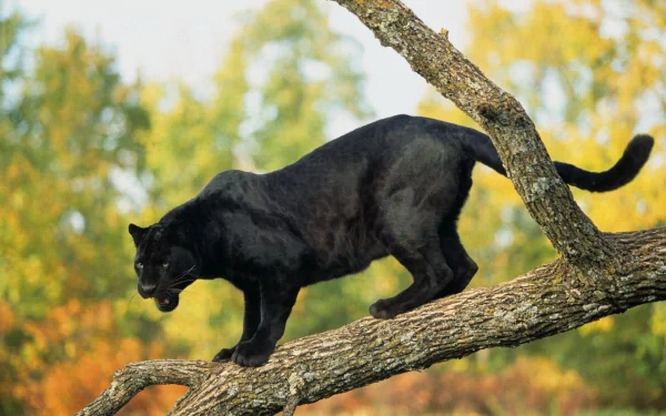 A black panther gracefully prowls along a sturdy branch, surrounded by vibrant greenery and autumn hues, showcasing its sleek form in this HD desktop wallpaper.