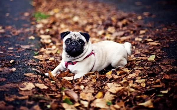 HD desktop wallpaper featuring a pug lying on a path covered in autumn leaves.