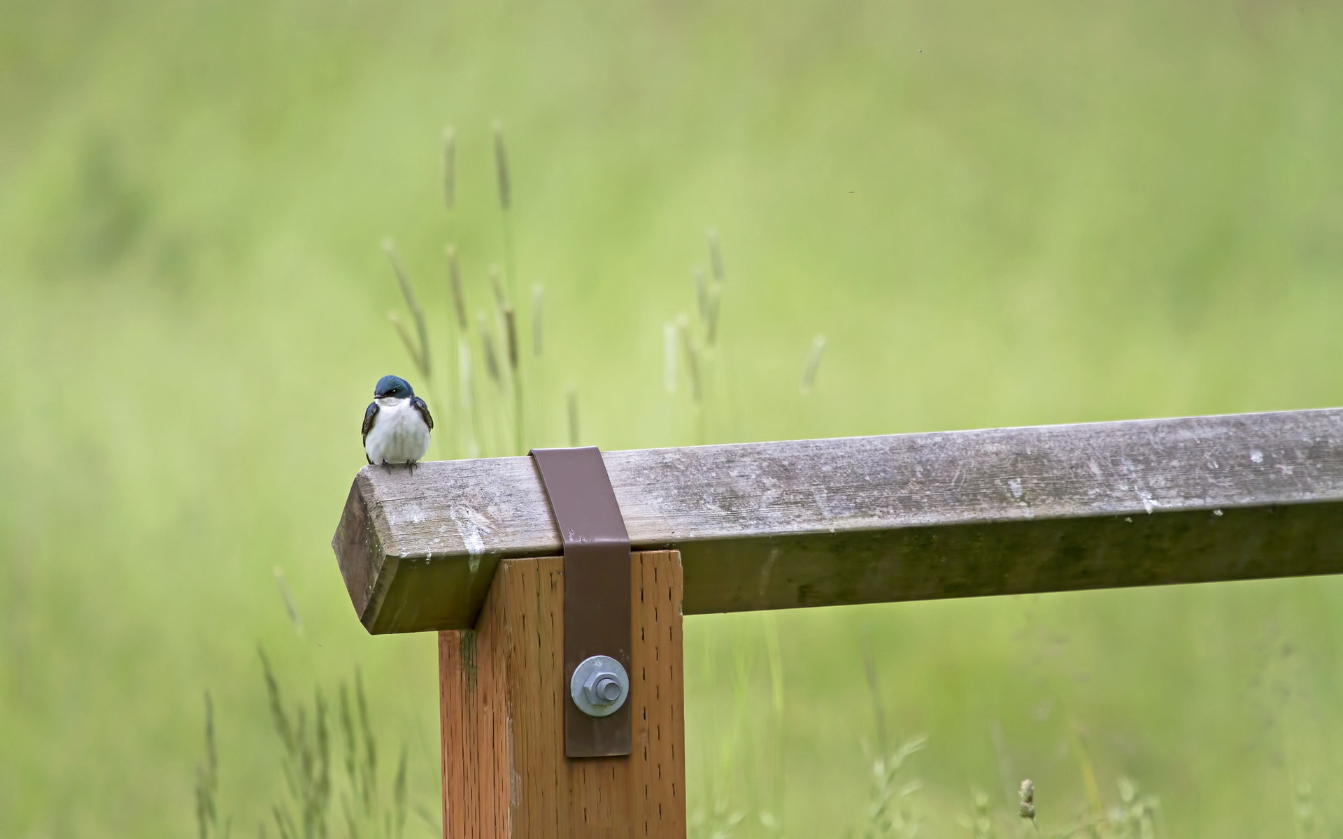 Animal Bird HD Wallpaper