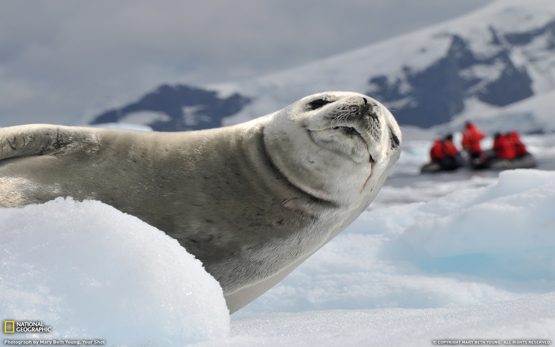 Animal Seal HD Wallpaper