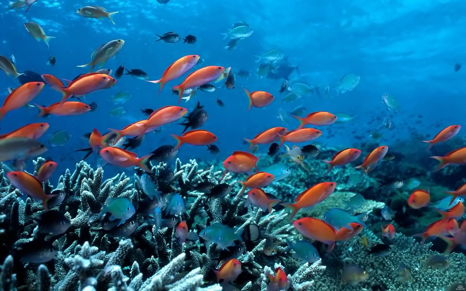 Fish may be