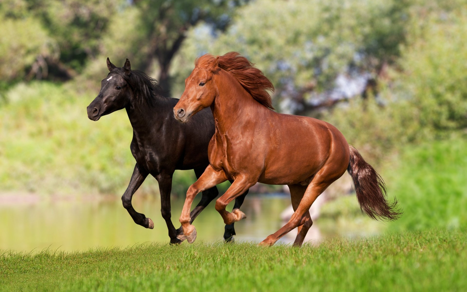 Horse HD Wallpaper | Background Image | 2560x1600