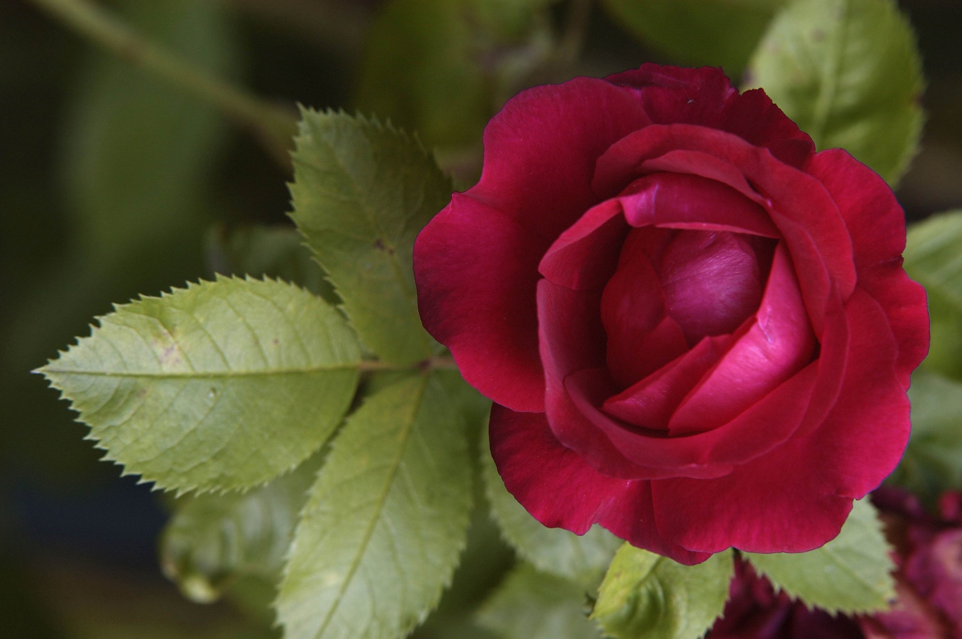 Deep red rose with fresh green leaves — high-resolution 4K Ultra HD nature wallpaper for PC desktop.