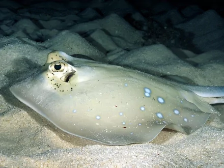 fish Animal stingray HD Desktop Wallpaper | Background Image