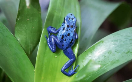 HD desktop wallpaper featuring a vibrant blue frog with black spots resting on green leaves in a natural setting.