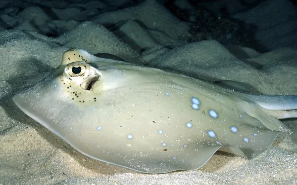 fish Animal stingray HD Desktop Wallpaper | Background Image