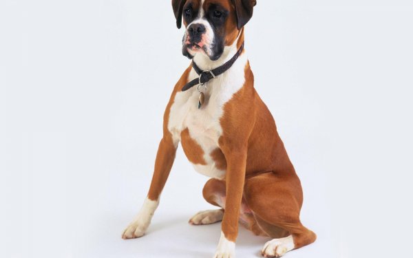 Animal Boxer Dogs Dog Pet HD Wallpaper | Background Image