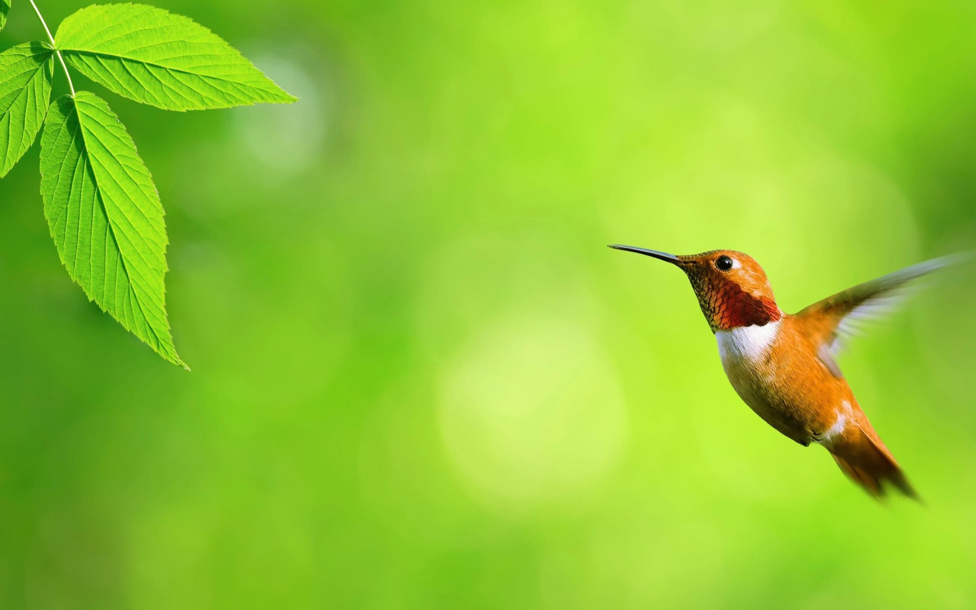 Majestic Hummingbird in Vibrant Green HD Wallpaper | 2560x1600 ...