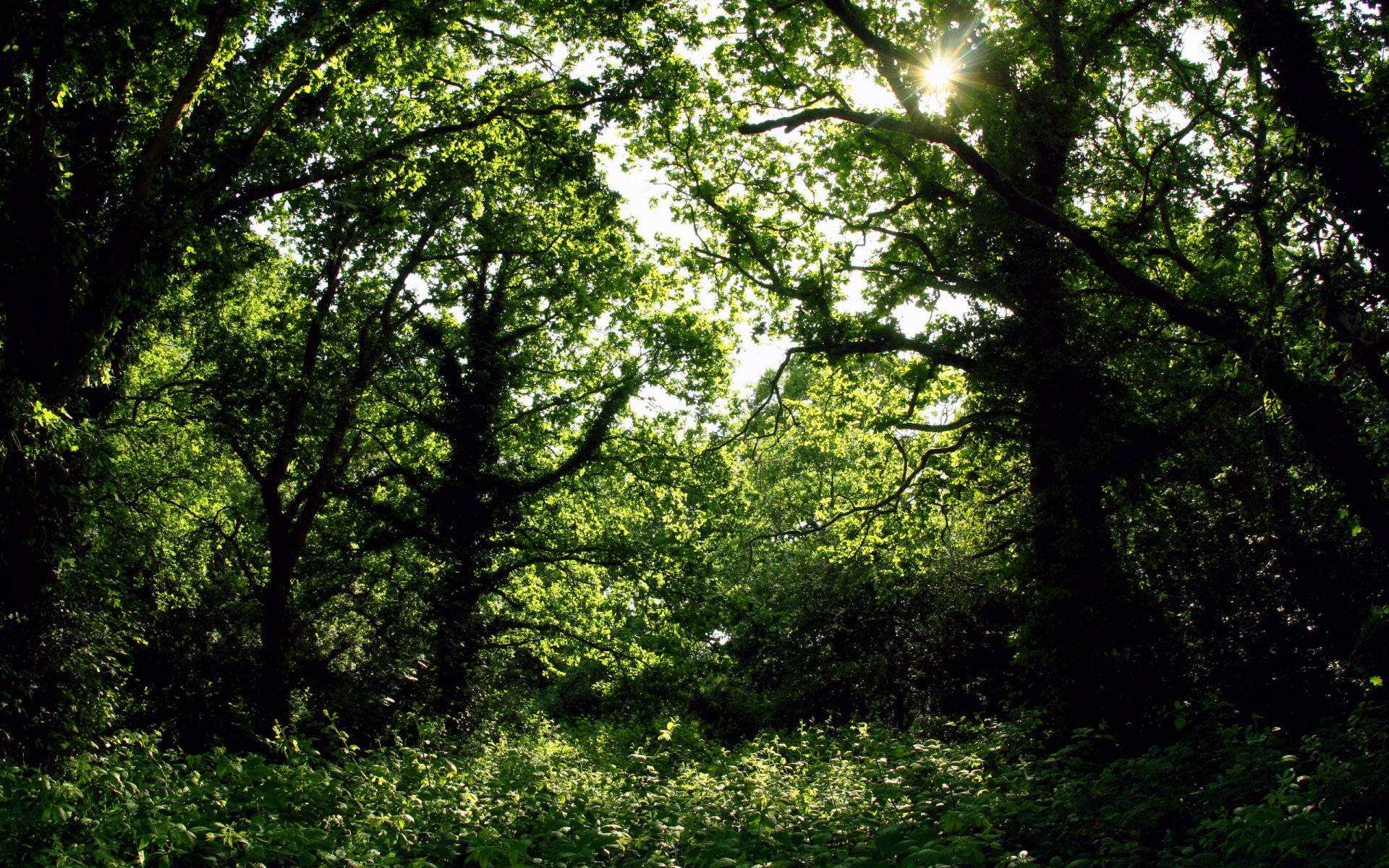 Download Nature Forest HD Wallpaper