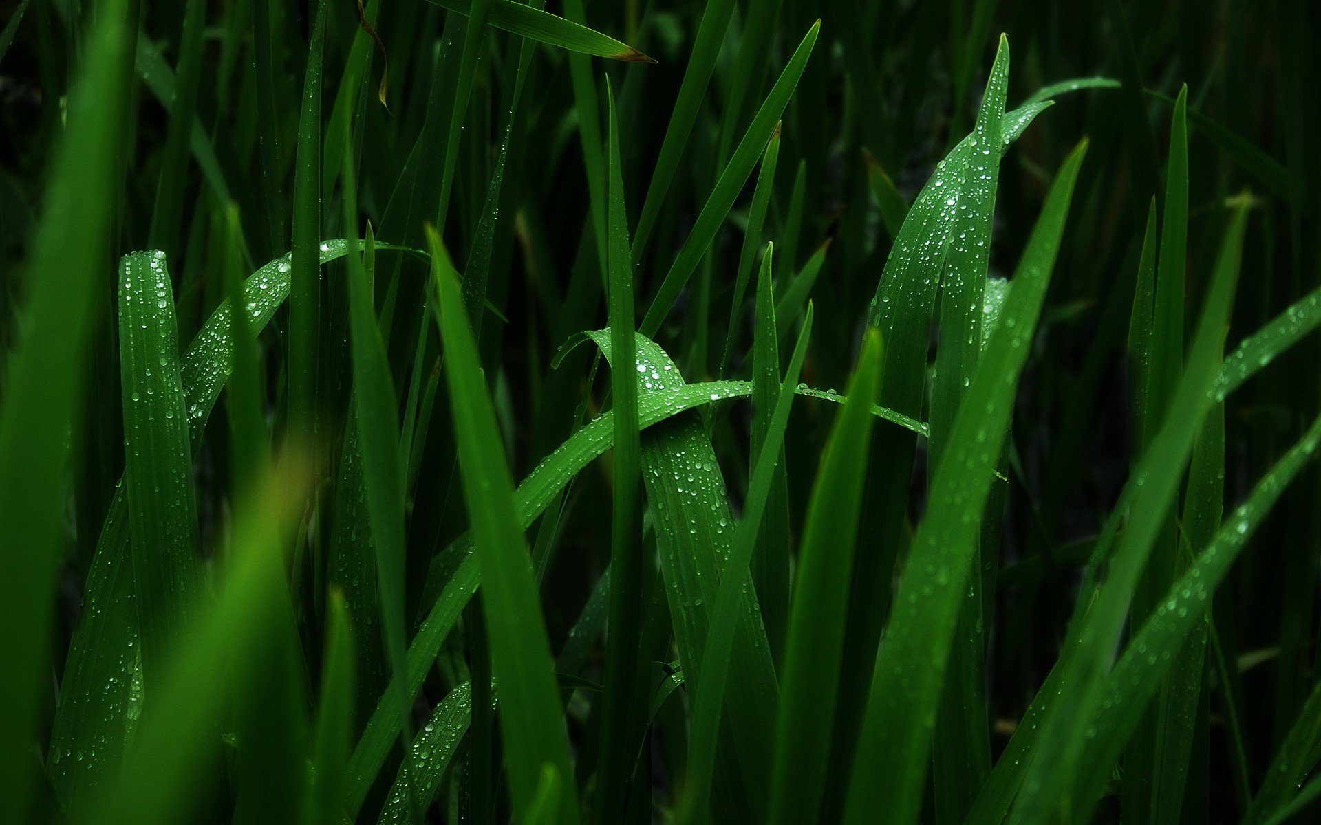 Download Nature Grass HD Wallpaper